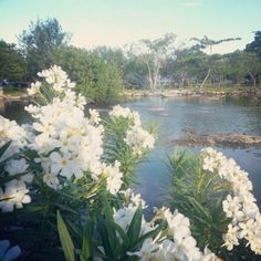 white flowers are in the foreground, and water is in the background with trees on either side