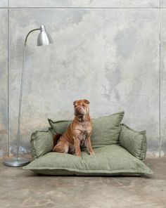 a brown dog sitting on top of a green couch next to a lamp and floor lamp