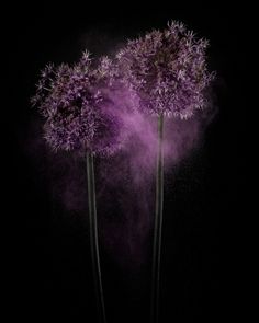 three purple flowers are sprinkled with colored powder on a black background in the dark