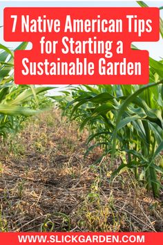 a corn field with the words native american tips for starting a suitable garden on it