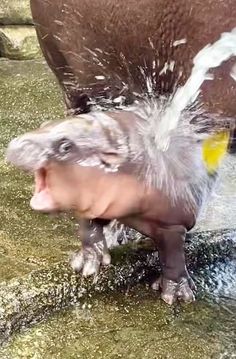 a baby hippopotamus splashing water from its mouth in an enclosure at the zoo