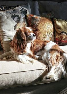 a brown and white dog laying on top of a couch next to pillows with different designs