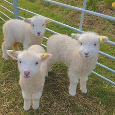 three white sheep standing next to each other in a fenced in area with green grass