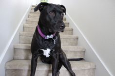 a black dog sitting on top of a set of stairs next to a white wall