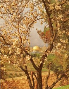 a tree with white flowers in the foreground and a yellow dome in the background