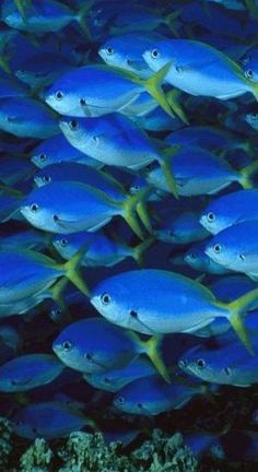 a school of blue fish swimming in the ocean