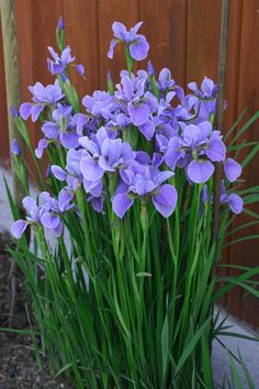 purple flowers are growing in front of a wooden fence