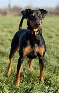 a black and brown dog standing on top of a lush green field