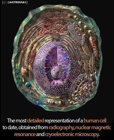 the most detailed representation of a human cell is to date, opathed from radiography, nuclear magnetic ressonance and dystic microcopy