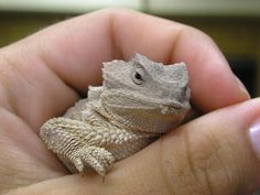 a small lizard is sitting in someone's hand