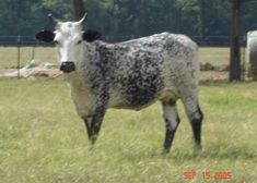 a black and white cow standing on top of a grass covered field