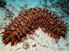 a sea urchin is laying on the bottom of some rocks and sand in the ocean