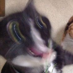 a black and white cat with its mouth open