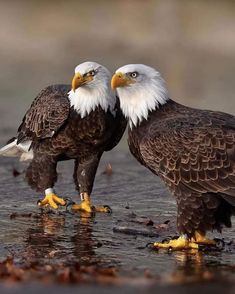 two bald eagles standing next to each other in the water with their beaks open