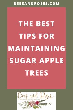 the best tips for maintaining sugar apple trees with text overlay that reads boss and rose