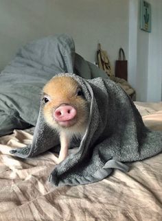 a small pig wrapped in a blanket on top of a bed