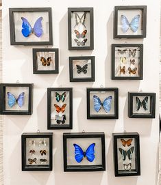 a group of framed butterflies mounted on a wall