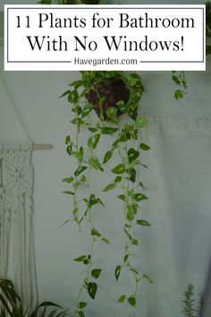 plants hanging from the ceiling with text overlay that reads 11 plants for bathroom with no windows