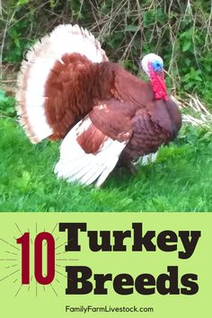 a turkey standing in the grass with text overlay that reads, 10 turkey breeds