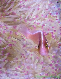 an orange and pink clown fish swimming in the water near some sea anemones