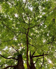 looking up at the tops of two tall trees with green leaves on them in a forest