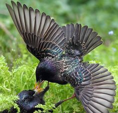 Starling Birds Drawing, Superb Starling Bird, Violet Backed Starling, Drawing Blood, British Birds