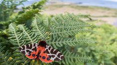 an orange and black butterfly sitting on top of a green plant