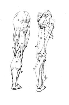 an image of a drawing of the legs and arm muscles, with different angles to each side