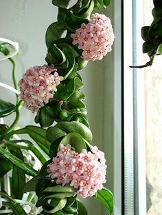 a plant with pink flowers in front of a window