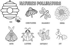 the different types of insects that can be seen in this coloring page