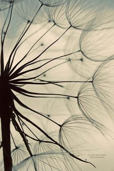 a dandelion is blowing in the wind