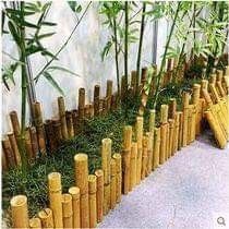 a row of bamboo poles with grass growing between them