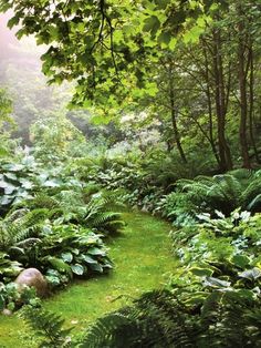 a lush green forest filled with lots of trees and plants on the side of a river