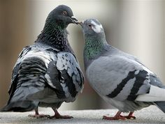 two pigeons standing next to each other on top of a cement ground with their beaks touching