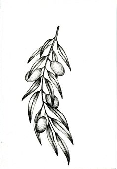 an olive branch with leaves drawn in black ink on white paper by artist and photographer, susan