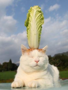 a white cat with its head on top of a lettuce stalk that says, think the healthy be the healthy