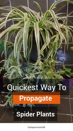 a houseplant plant with the words quickest way to propagate spider plants