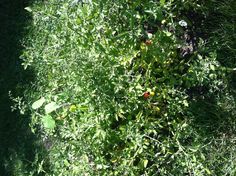 a patch of green grass with red and yellow flowers