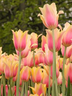 many pink and yellow tulips with trees in the background