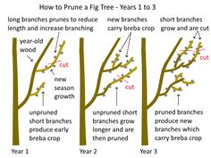 three different types of trees with the words how to prune a tree years 1 - 3