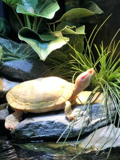 a turtle sitting on top of a rock next to a plant and some water in front of it