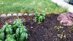 some plants are growing out of the dirt in front of a building and grass on the other side