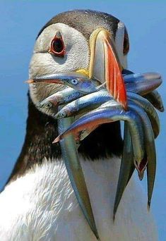 a close up of a bird with fish in it's beak and on its head