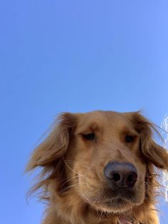 a close up of a dog's face with the sky in the back ground