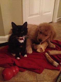 a dog and cat sitting on the floor next to each other with a bone in front of them