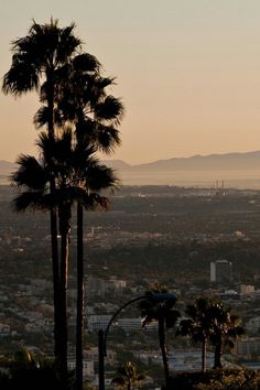 palm trees are silhouetted against the backdrop of a cityscape with mountains in the distance