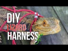 an image of a lizard that is holding something in its mouth with the caption diy lizard harnesses