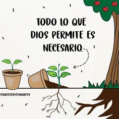 an image of a tree and two pots with plants growing out of it that says, todo lo que dios permite es necesaro