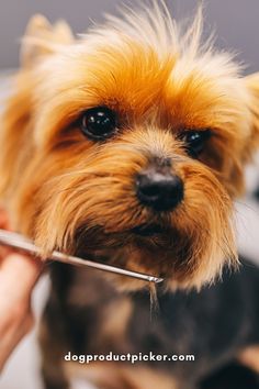 a close up of a dog being combed by someone's hand with scissors