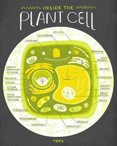 an illustrated diagram of the inside of a plant cell